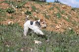 FOX TERRIER 136